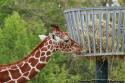 Bonne Apptit la Girafe Zoo de Beauval
