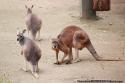Kangourou du Zoo de Beauval
