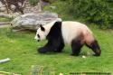 Panda Gant du Zoo de Beauval