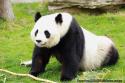 Panda Gant du Zoo de Beauval