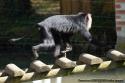 Macaques Ouanderou Zoo de Beauval